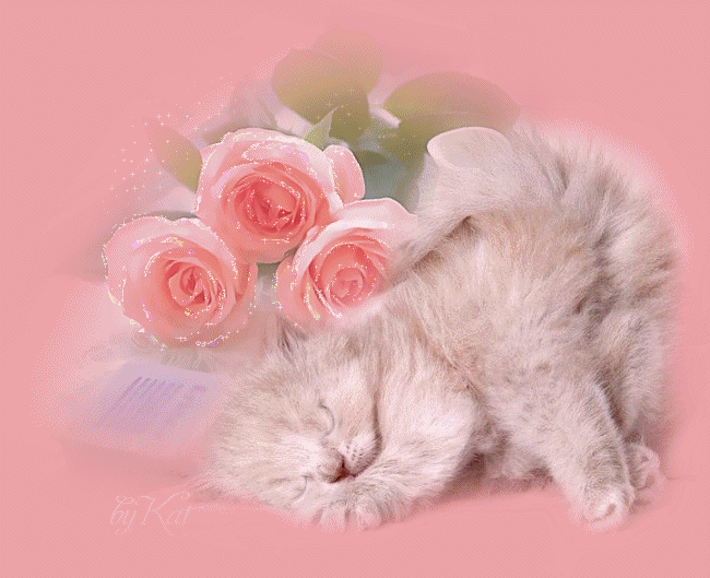 Rose comme .... chat tendresse