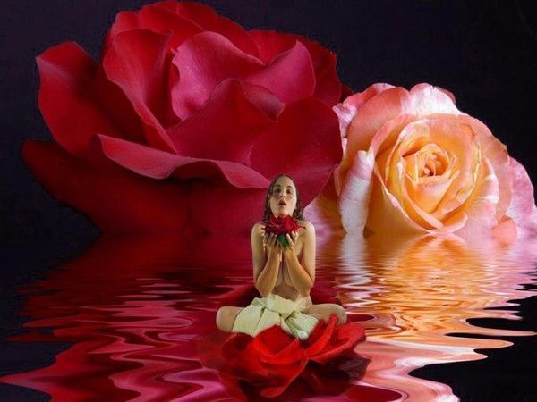 Rose ... belle image
