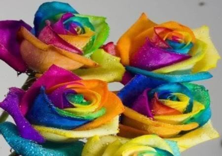 Colorido ...  roses