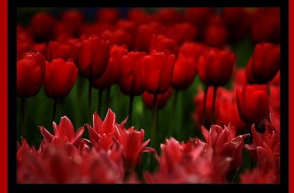 Rouges ... tulipes