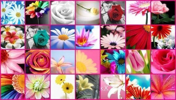 Colorido  ... fleurs