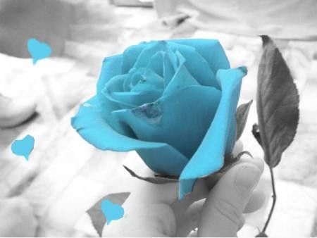 Bleu ... Rose