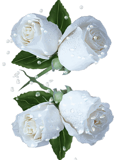 Blanc ... roses blanches