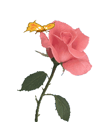 Fleur ... mini  ... rose rose