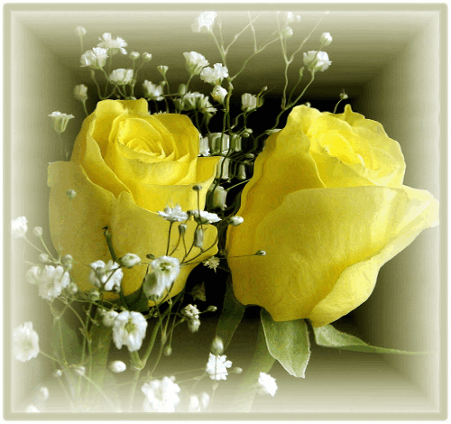 Jaune ... jolies roses