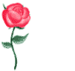 Fleur ... mini rose