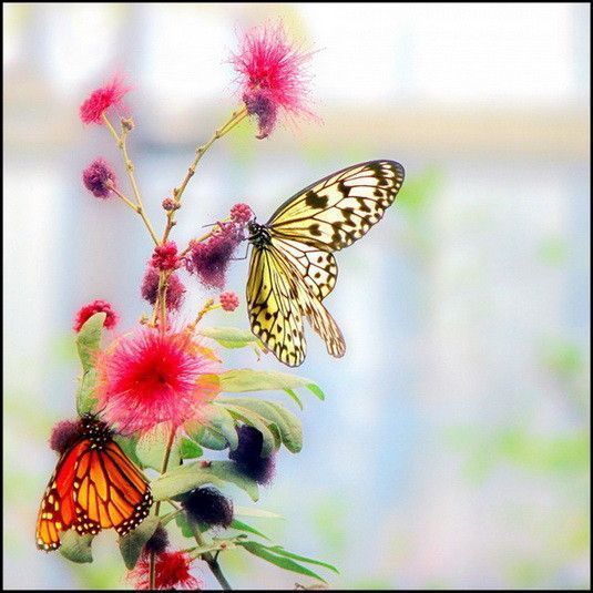 Papillons  ..