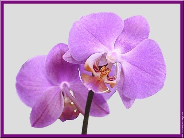 mauve  ... orchidée
