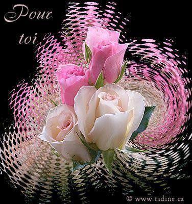 Rose comme .... roses pour toi