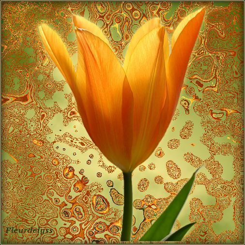 Orange ... tulipe