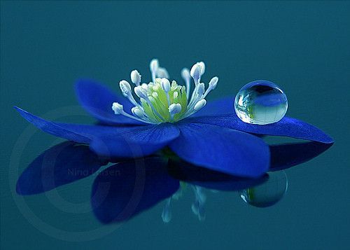 Bleu ... Belle image  ... fleur