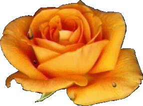 Orange .. jolie rose