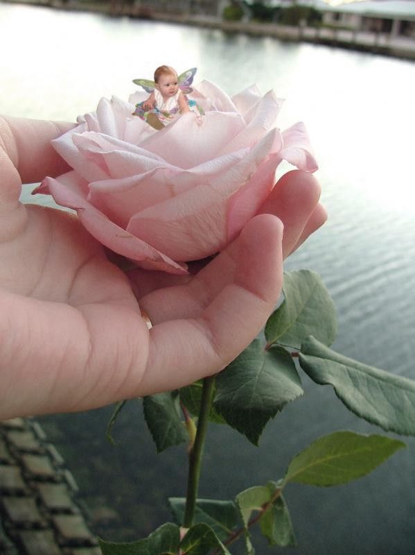 Rose ... belle image 