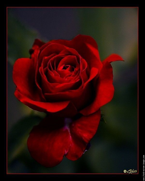 Fleur ... Rose 