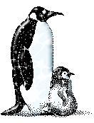 animaux pingouins