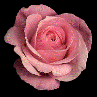Mini diaporama roses